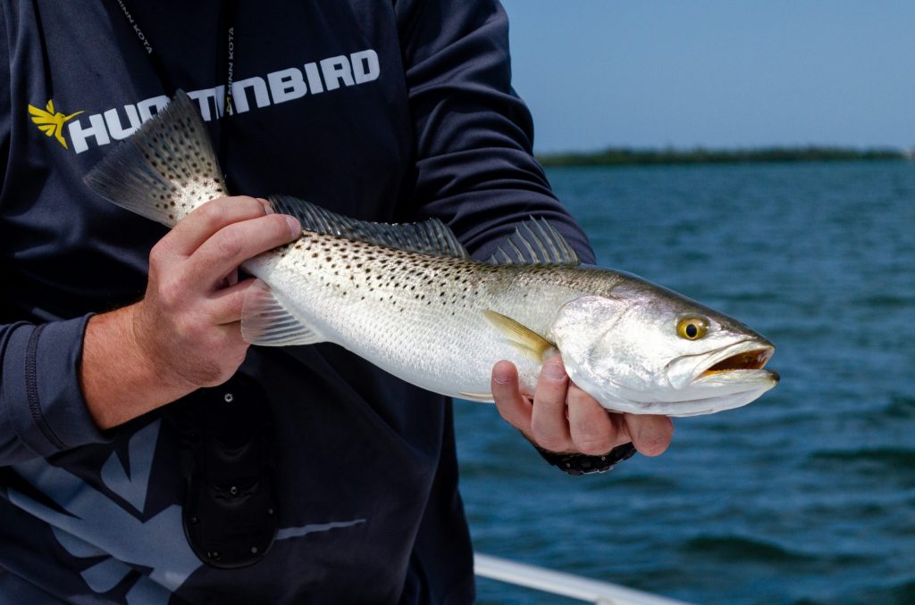 Speckled Trout is a frequent catch while Kayak Fishing Chesapeake Bay.