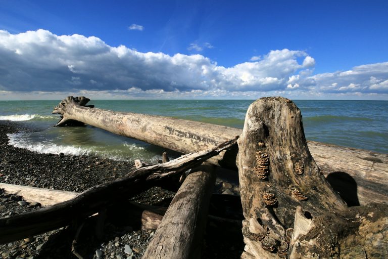 Driftwood on Lake Erie Beath